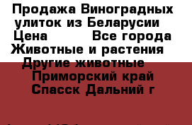Продажа Виноградных улиток из Беларусии › Цена ­ 250 - Все города Животные и растения » Другие животные   . Приморский край,Спасск-Дальний г.